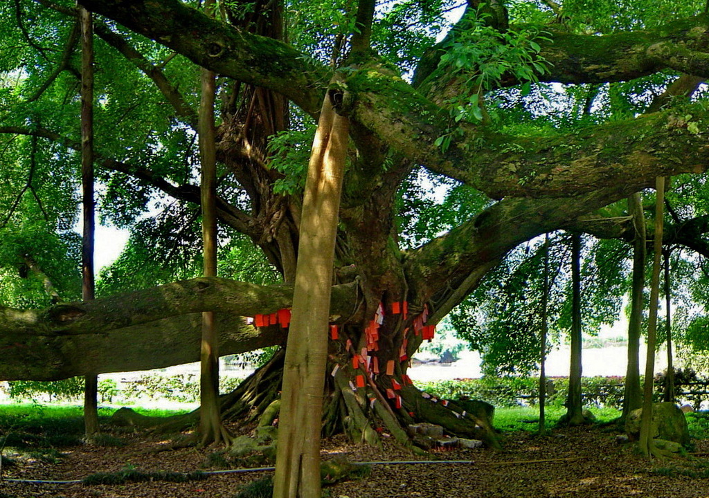 阳朔的大榕树(1400年)